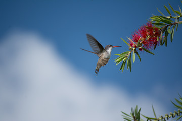El colibrí se acerca al néctar con un fondo de nubes. 