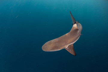 Blacktip Reef Shark Underwater