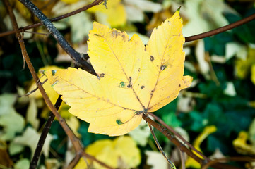 Obraz premium feuilles d'érable sycomore d'automne en gros plan