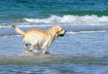 yellow labrador swimming in the sea with a toy