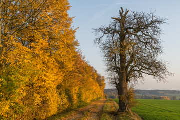 Fototapeta premium Goldener Oktober mit Hecke, Weg und Baum