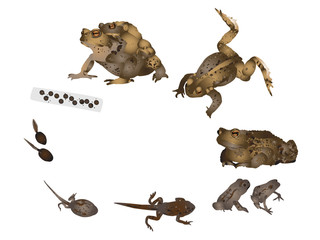 Obraz premium Life cycle of common toad