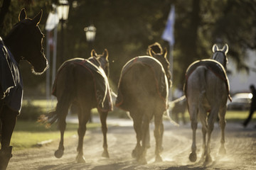 caballo equino deporte