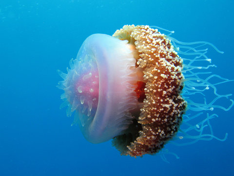 Wurzelmundqualle