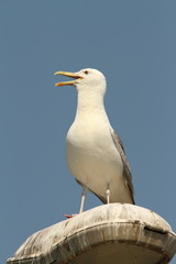 caspian gull on electric pile
