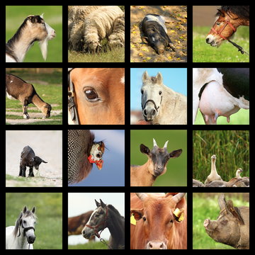 collection of farm animals images