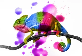Papier Peint photo Lavable Caméléon  chameleon - colors
