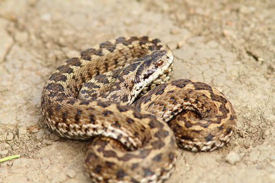 hungarian meadow adder ready to strike