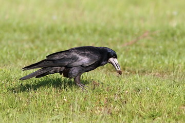 rook foraging on lawn