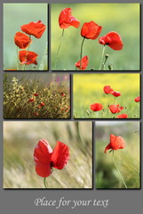 spring postcard with red wild poppies