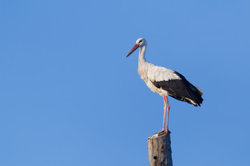 Adult white stork having a rest on wooden electricity supply at azure sky background