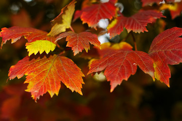 Red maple leaves