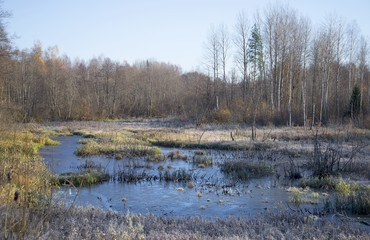 Октябрьский заморозок на лесном болоте