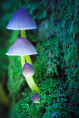 mushrooms with increasing height