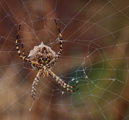 Great spider argiope argentata