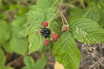 Blackberry