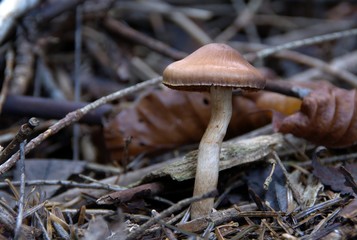Champignons