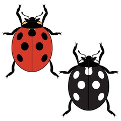 Ladybug