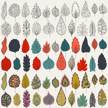 Vector set of leaves, outline, colors and milticolors variants. Isolated on white background for seasonal design