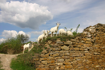 Ruiny, kozy