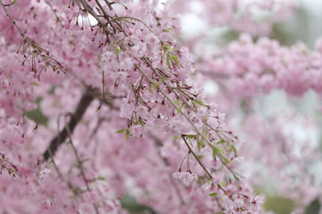 Pink Sakura flower or cherry blossoms.