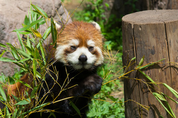 Red panda