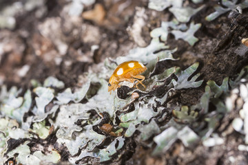 Halyzia sedecimguttata or orange ladybird