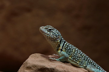 Halsbandleguan, Crotaphytus collaris, Echse, Leguan