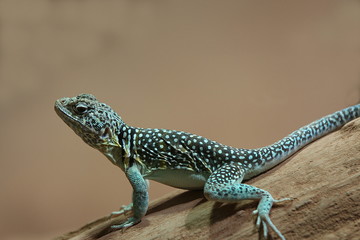 Halsbandleguan, Crotaphytus collaris, Echse, Leguan