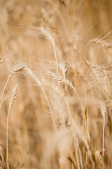 Macro Wheat Spikes in Yellow Field