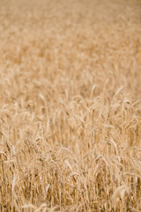 Macro Wheat Spikes in Yellow Field