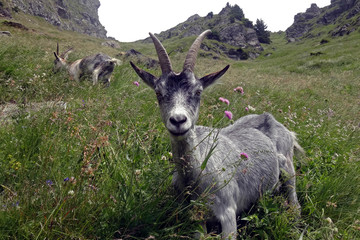 Schau mir in die Augen, Südtirol