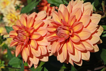 Orange Dahlia flowers