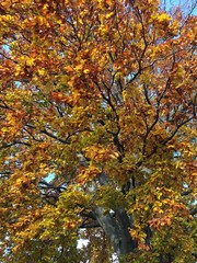 alte Buche im Herbst