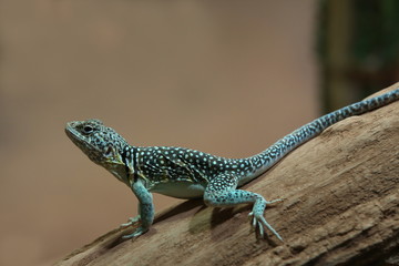 Halsbandleguan, Crotaphytus collaris, Echse, Leguan