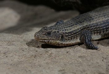 Streifenschildechse, Scincoidea, Gerrhosauridae, Leguan