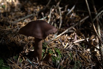 Champignons