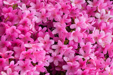 Obraz premium Beautiful rhododendron flowers background