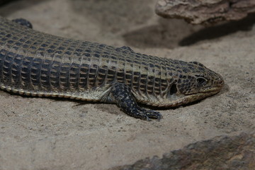 Streifenschildechse, Scincoidea, Gerrhosauridae, Leguan