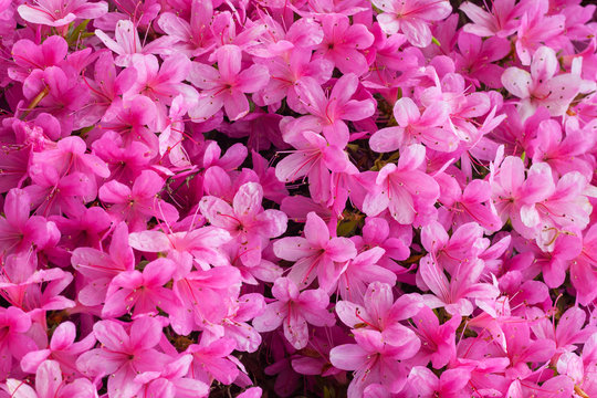 Beautiful rhododendron flowers background