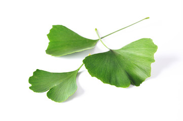 Ginkgo Biloba