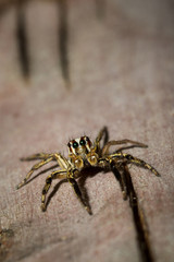 The little spider