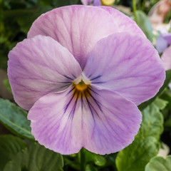 Viola