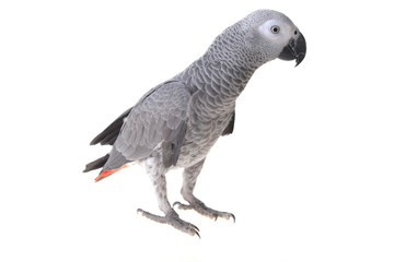  african gray parrot