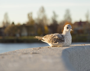 Young Seagull Resting
