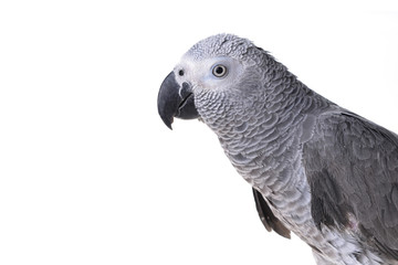  african gray parrot