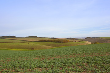 scenic canola field