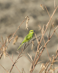 Little green bee-eater on perch