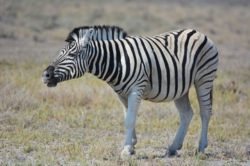 Steppenzebra (Equus Quagga) im Etosha Nationalpark