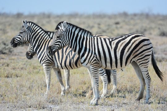 Zebraherde (Equus Quagga) im Etosha Nationalpark